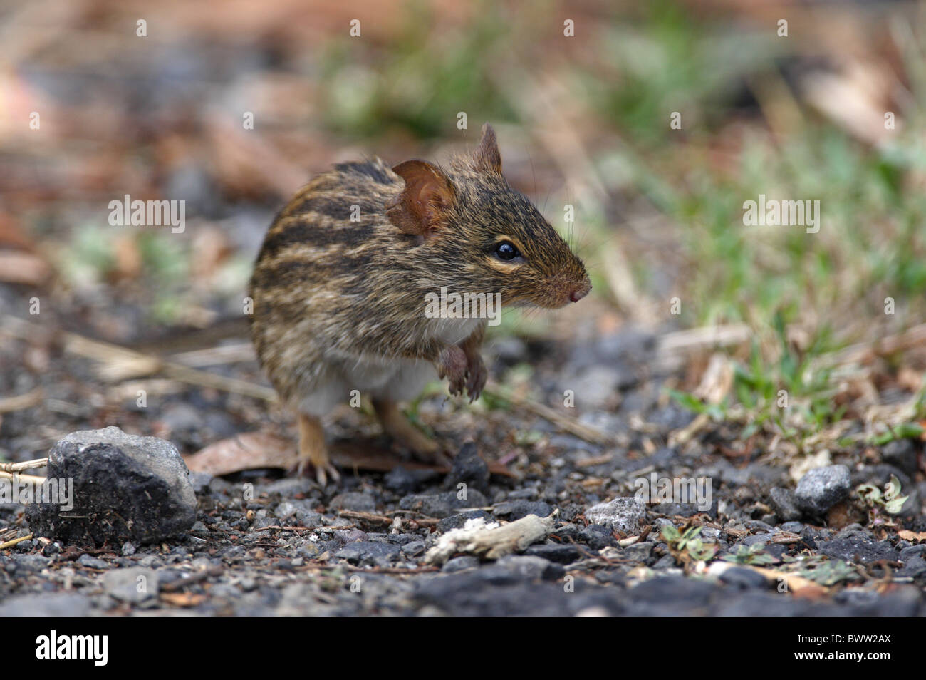 Striped Grass Mouse Lemniscomys sp. adult Stock Photo