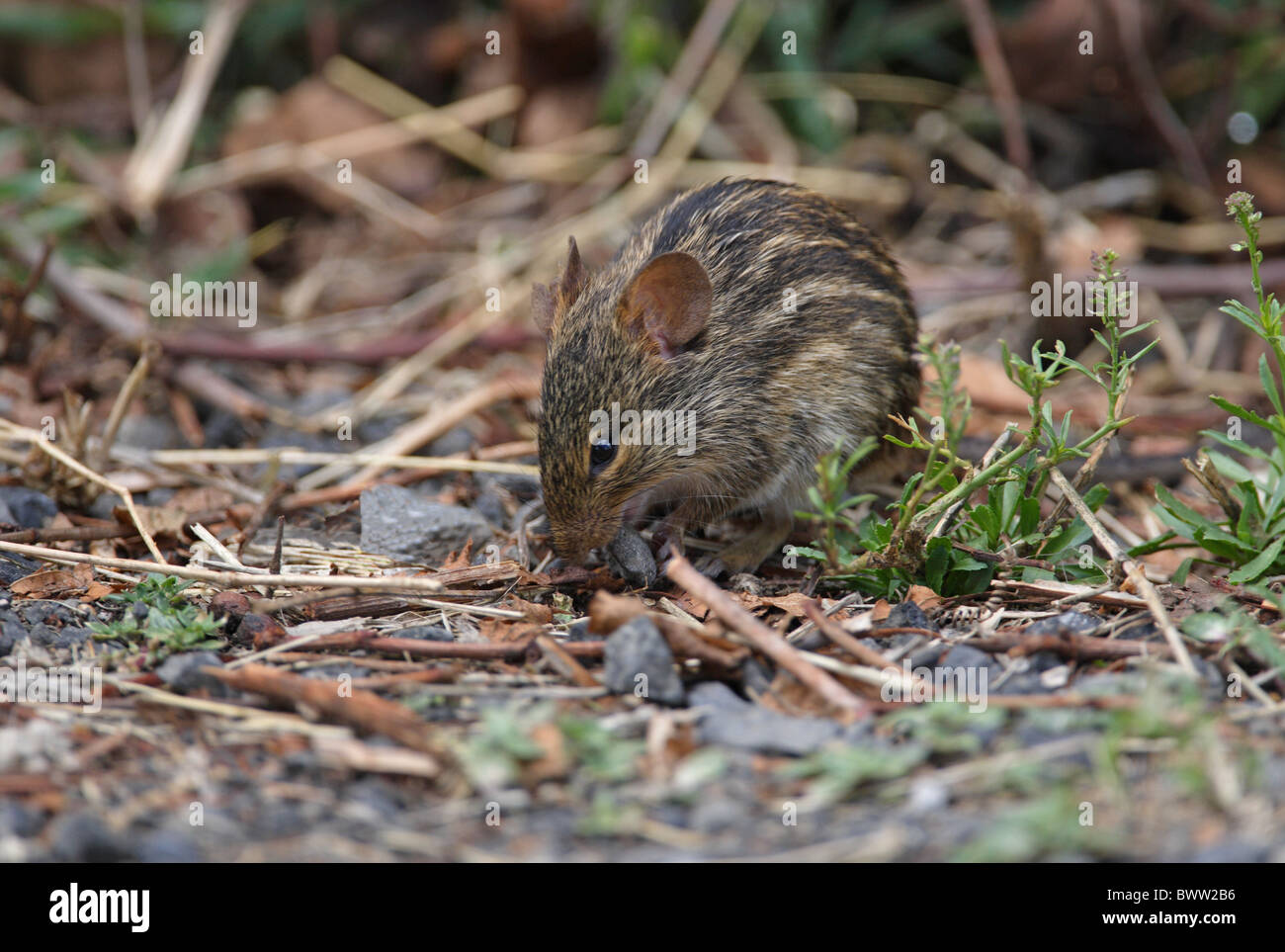 Striped Grass Mouse Lemniscomys sp. adult feeding Stock Photo