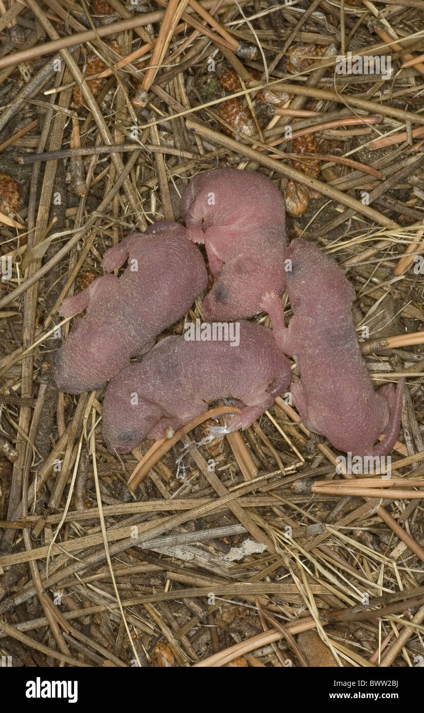 House Mouse (Mus musculus) nest with babies Spain Stock Photo
