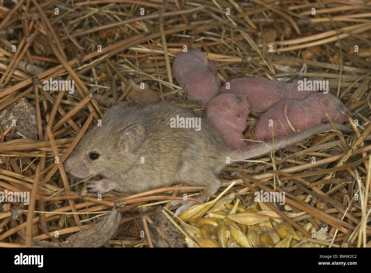 House Mouse Mus musculus adult nest with babies Stock Photo