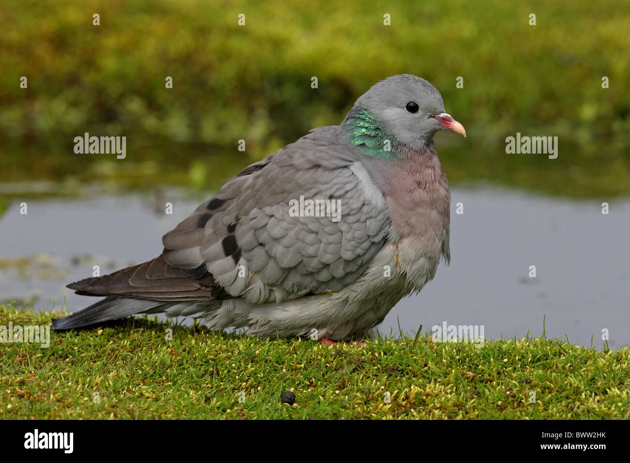 Stock Dove (Columba oenas) adult, with feathers fluffed-up after bathing, Norfolk, England, april Stock Photo