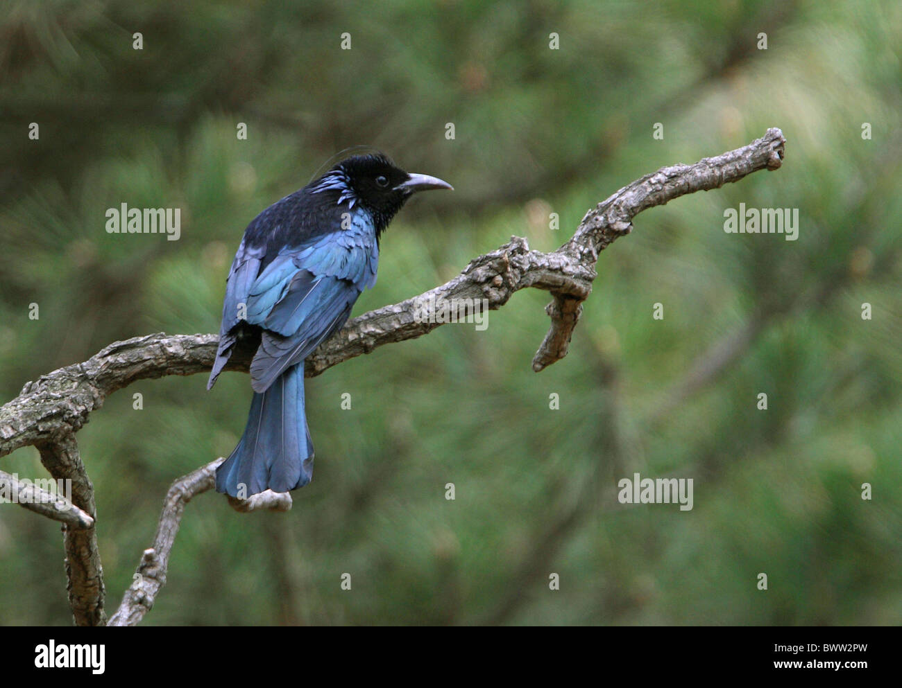 Hair-crested Drongo (Dicrurus hottentottus brevirostris) adult, perched on  branch, Beidaihe, Hebei, China, may Stock Photo - Alamy
