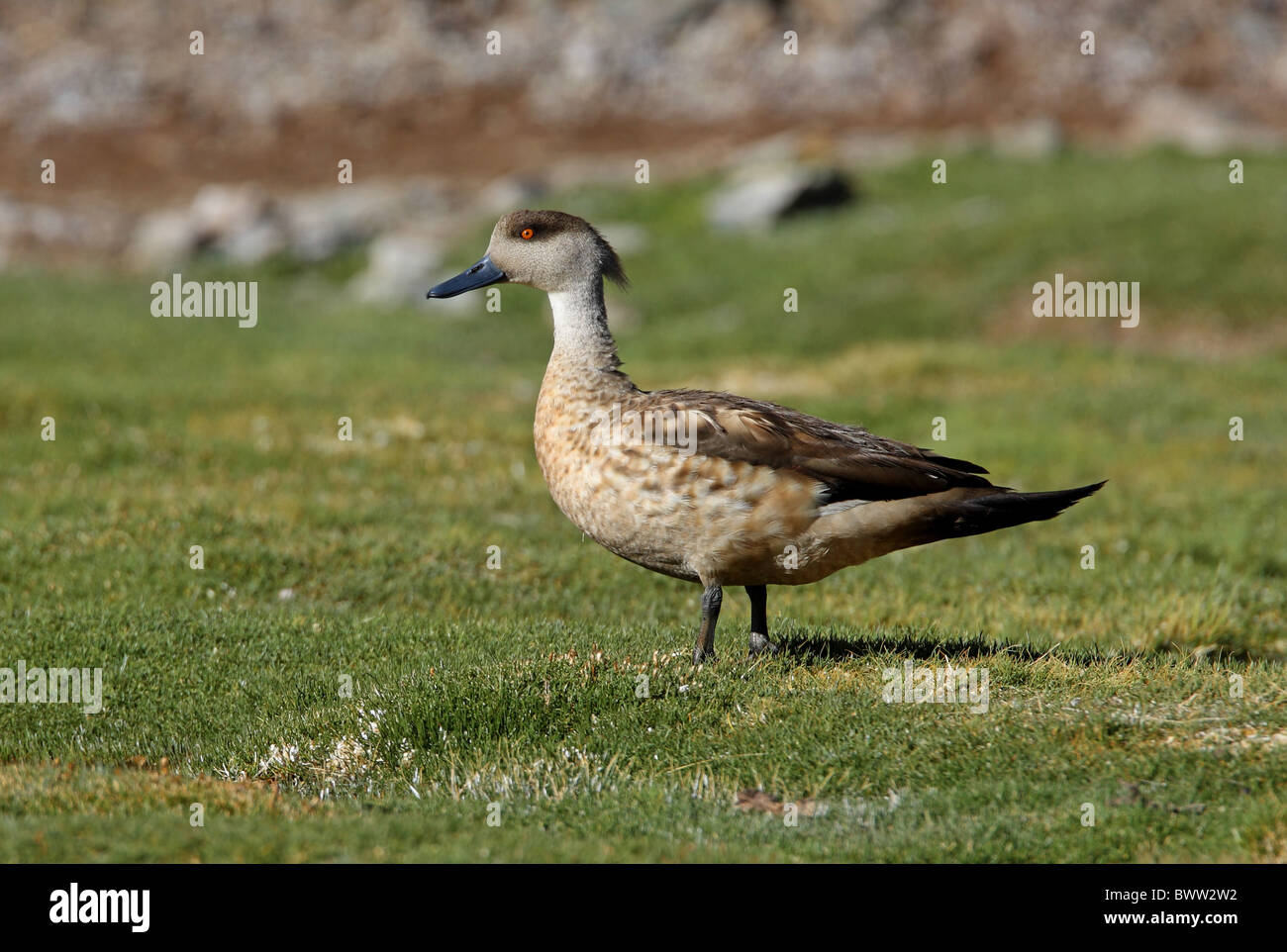 Crested Duck (Lophonetta specularioides alticola) adult, standing on short grass in puna, Jujuy, Argentina, january Stock Photo