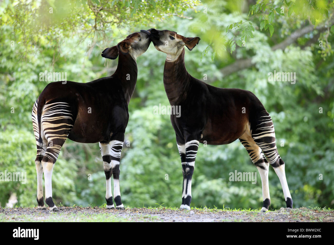 Paar - couple okapi okapis giraffidae mammal mammals animal animals africa african wildlife nature tropics tropical zaire congo Stock Photo - Alamy Paar - couple okapi okapis giraffidae mammal mammals animal animals africa african wildlife nature tropics tropical zaire congo Stock Photo - Alamy