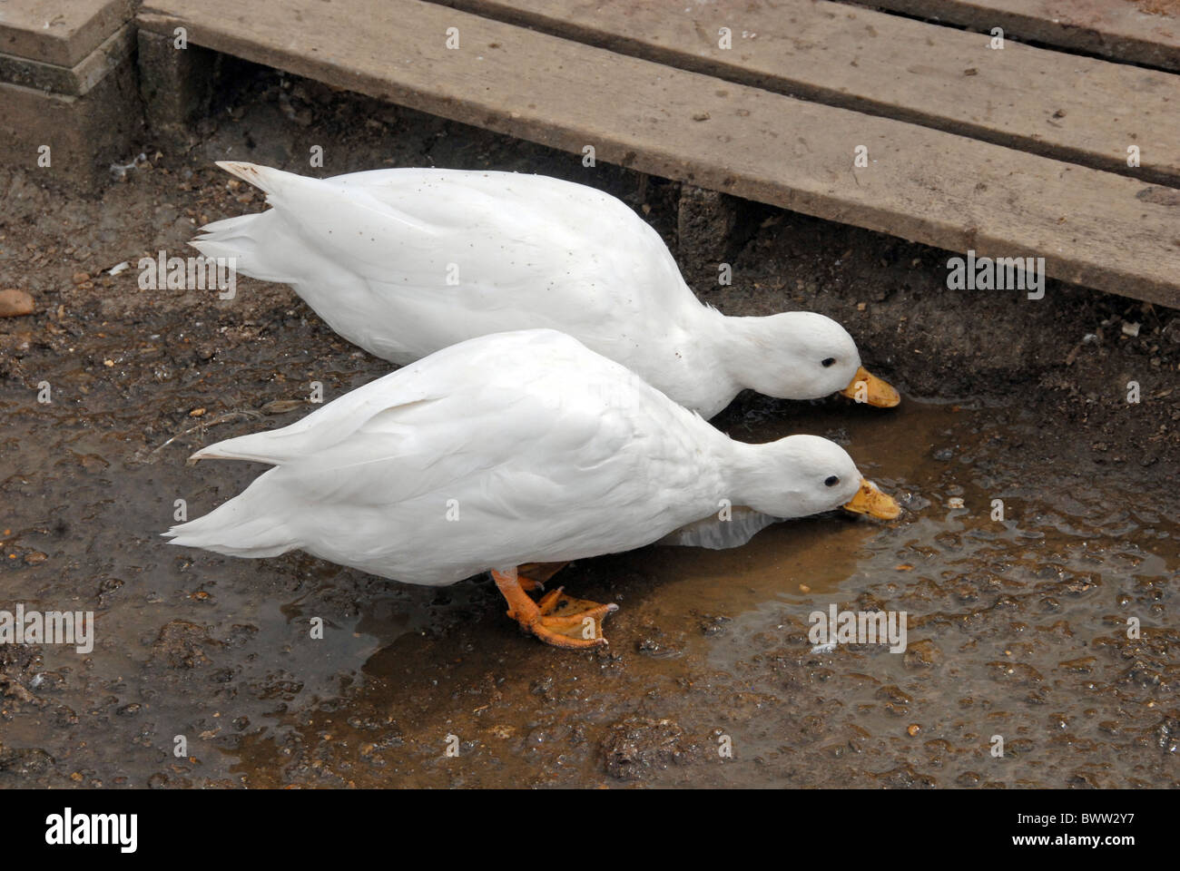 Domestic Duck, Call Duck, adult pair, foraging in mud, on farm