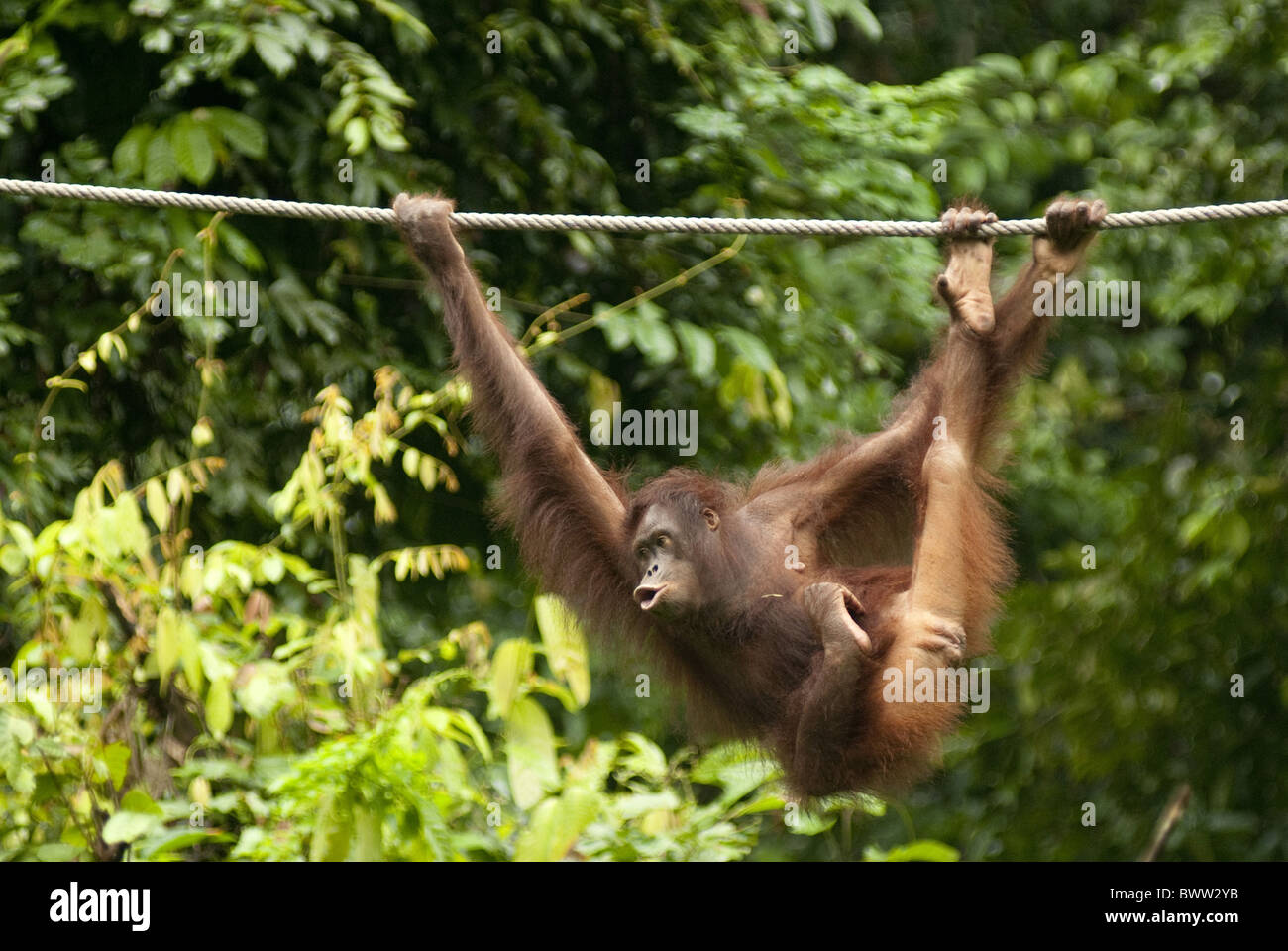 Orangutan Pongo pygmaeus Rope Sepilok Rehabilitation Centre Rainforest Tree Sepilok Sandakan Sabah Kalimantan Malaysia Stock Photo
