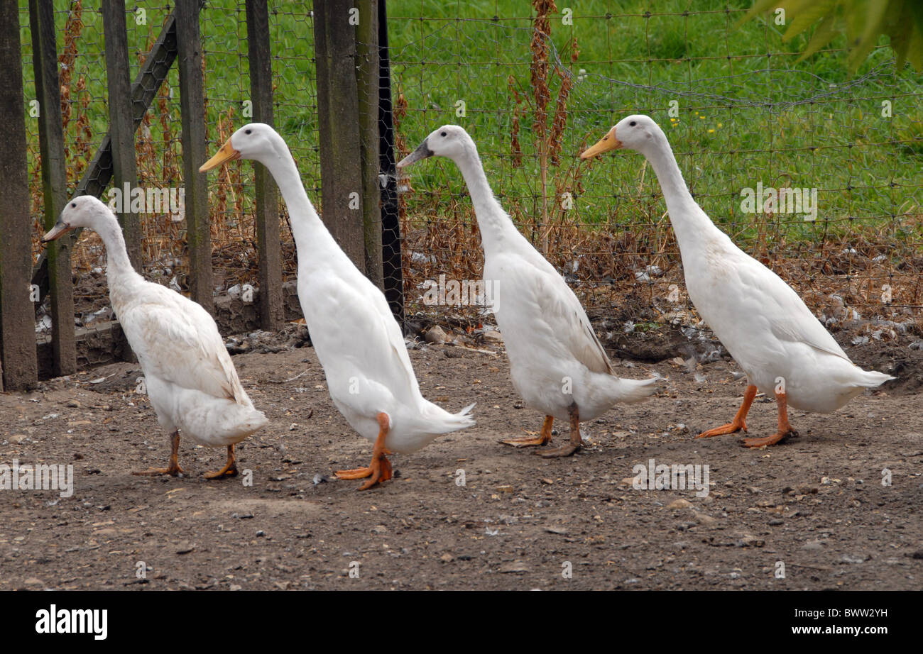 Domestic Duck, Indian Runner Duck, four adults, on smallholding