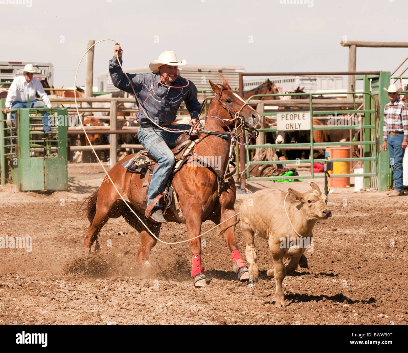 USA, Idaho, Bruneau Rodeo, Calf roper and horse participating in calf
