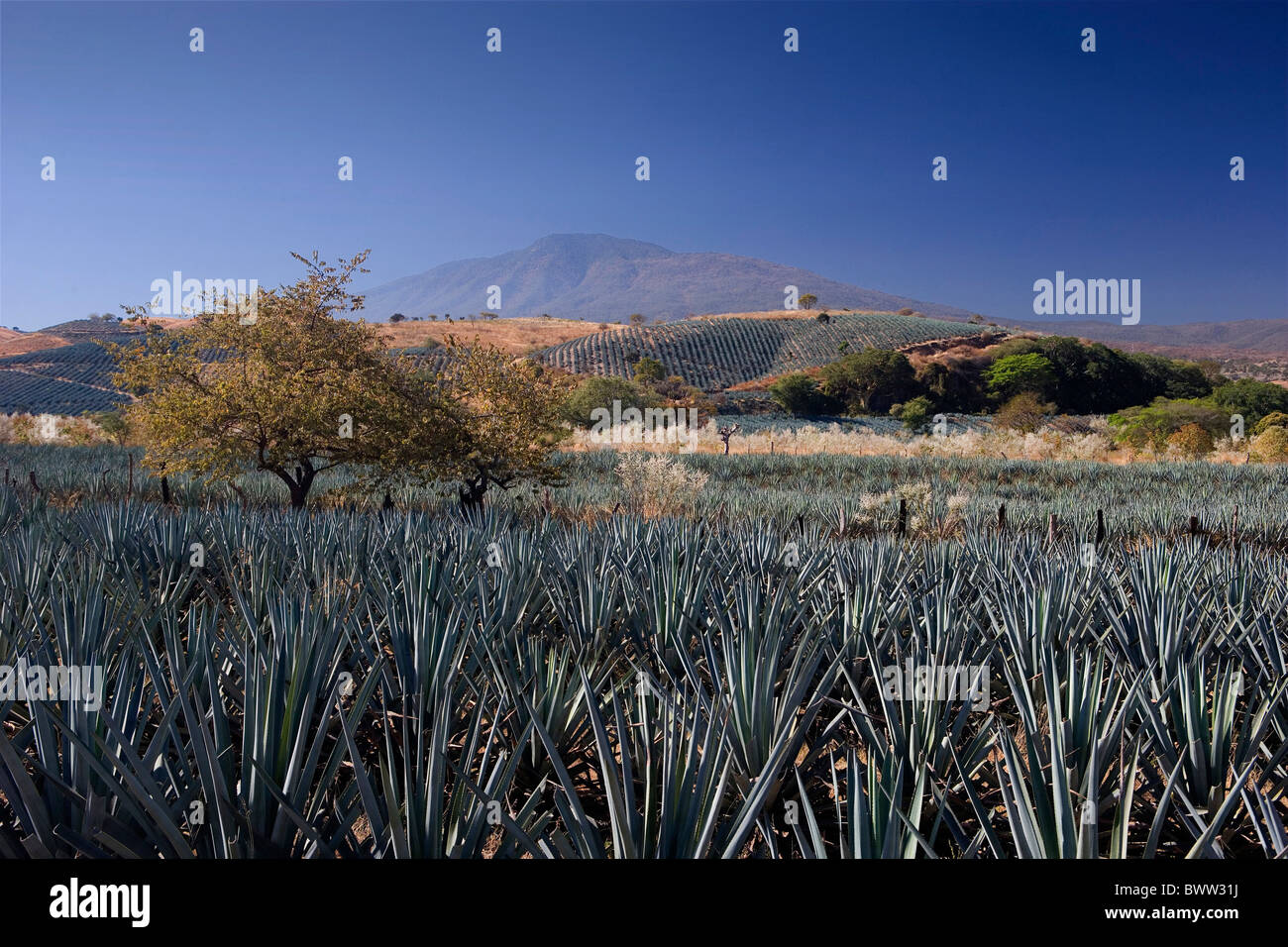 Mexico Central America America Guadalajara State Tequila city Agave