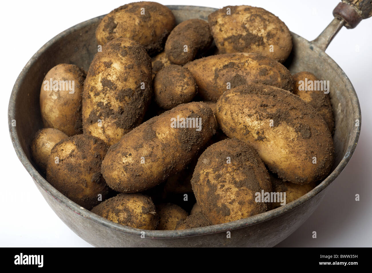 Freshly harvested organically grown English garden potatoes Stock Photo