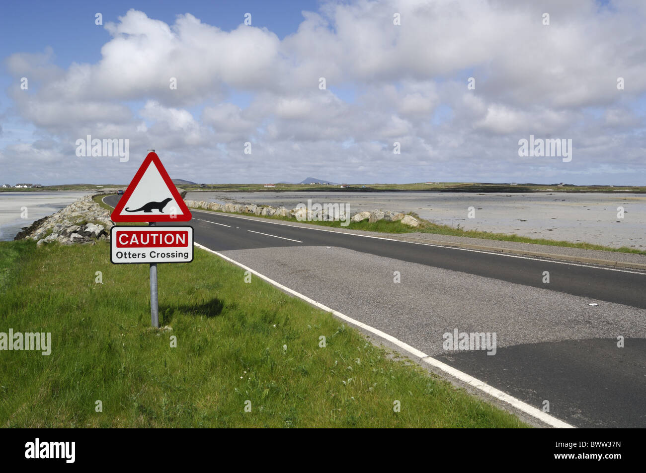 Benbecula otter otters mustelid mustelids carnivore carnivores mammal