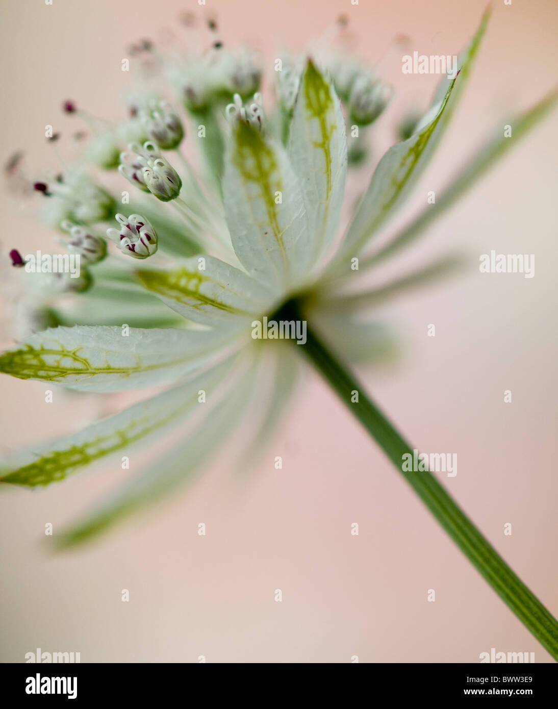 A single flower head of Astrantia major 'Large white' - Masterwort Stock Photo