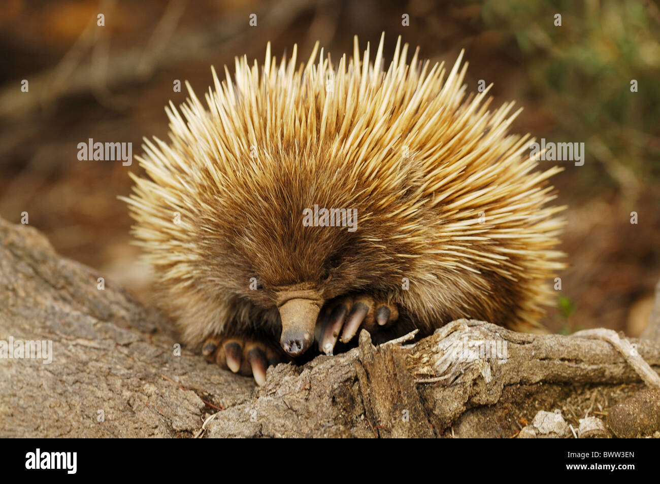 Short-beaked echidna (Tachyglossus aculeatus) in Flinders Chase ...