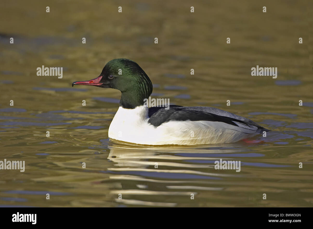 Goosander (Mergus merganser) adult male, swimming Stock Photo