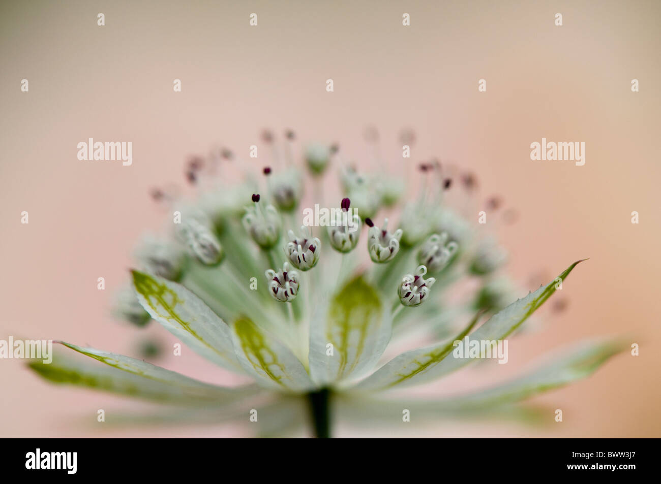 A single flower head of Astrantia major 'Large white' - Masterwort Stock Photo