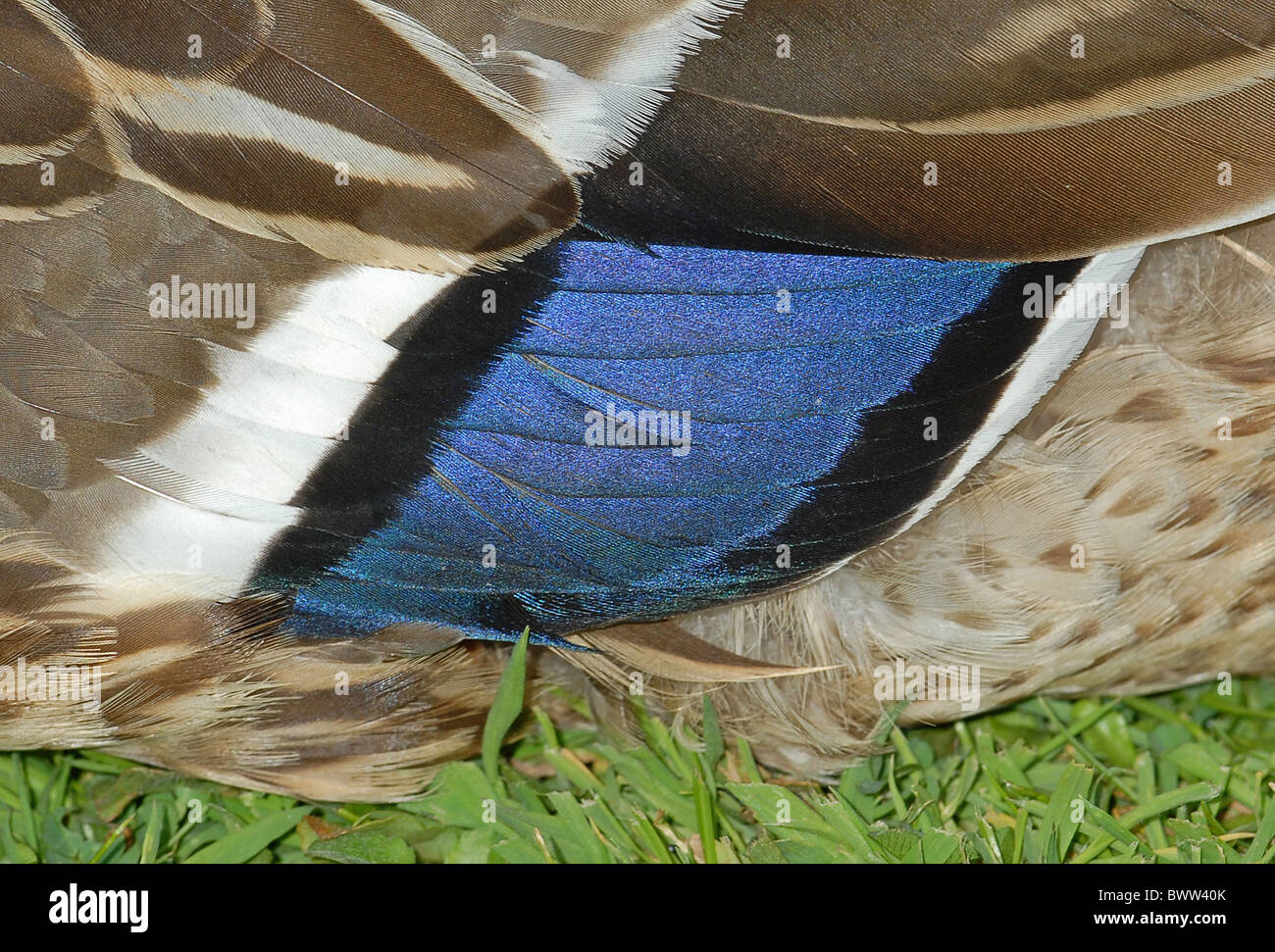 Female speculum hires stock photography and images Alamy