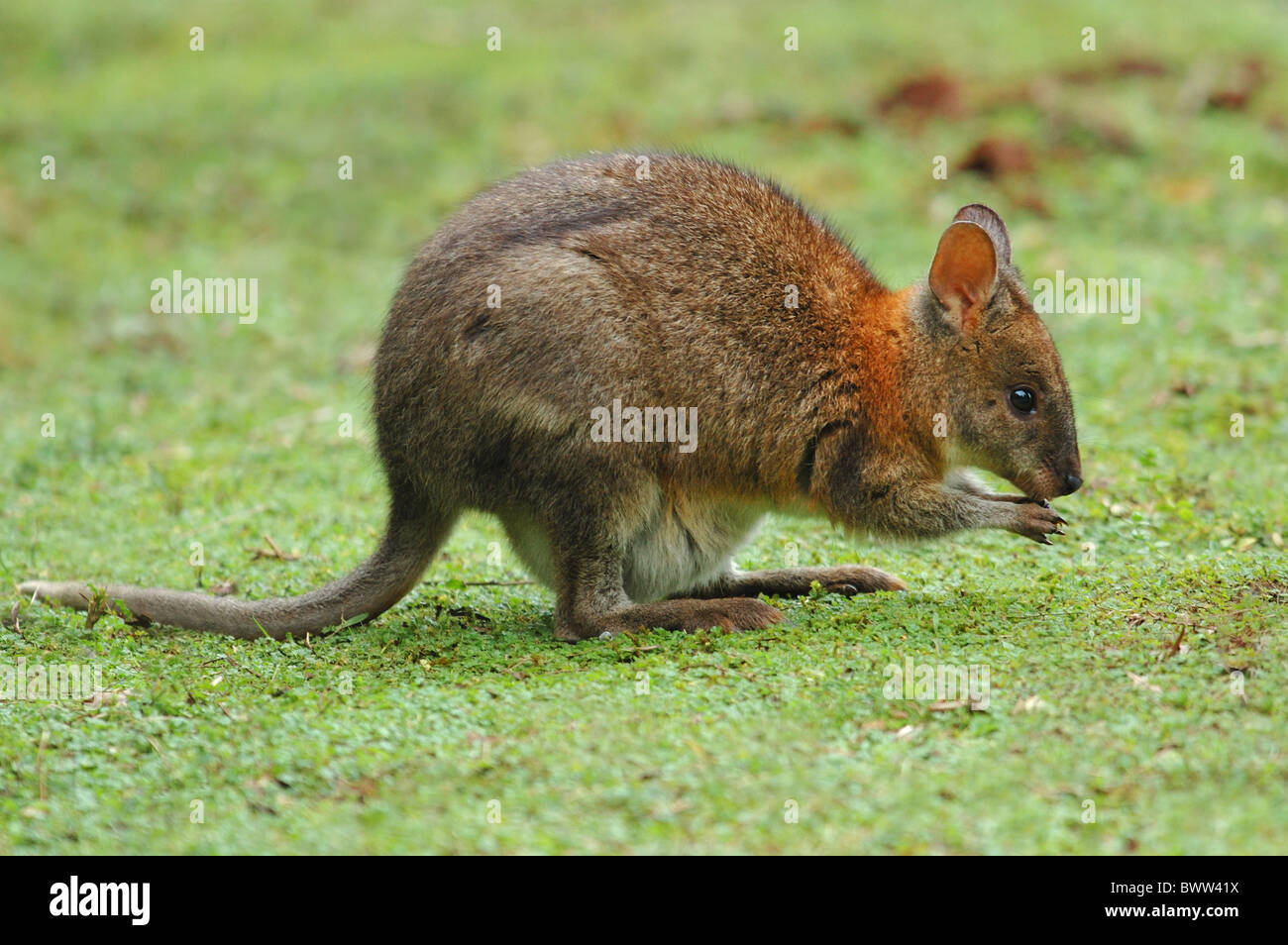 pademelon pademelons wallaby wallabies marsupial marsupials herbivore herbivores mammal mammals animal animals australia Stock Photo