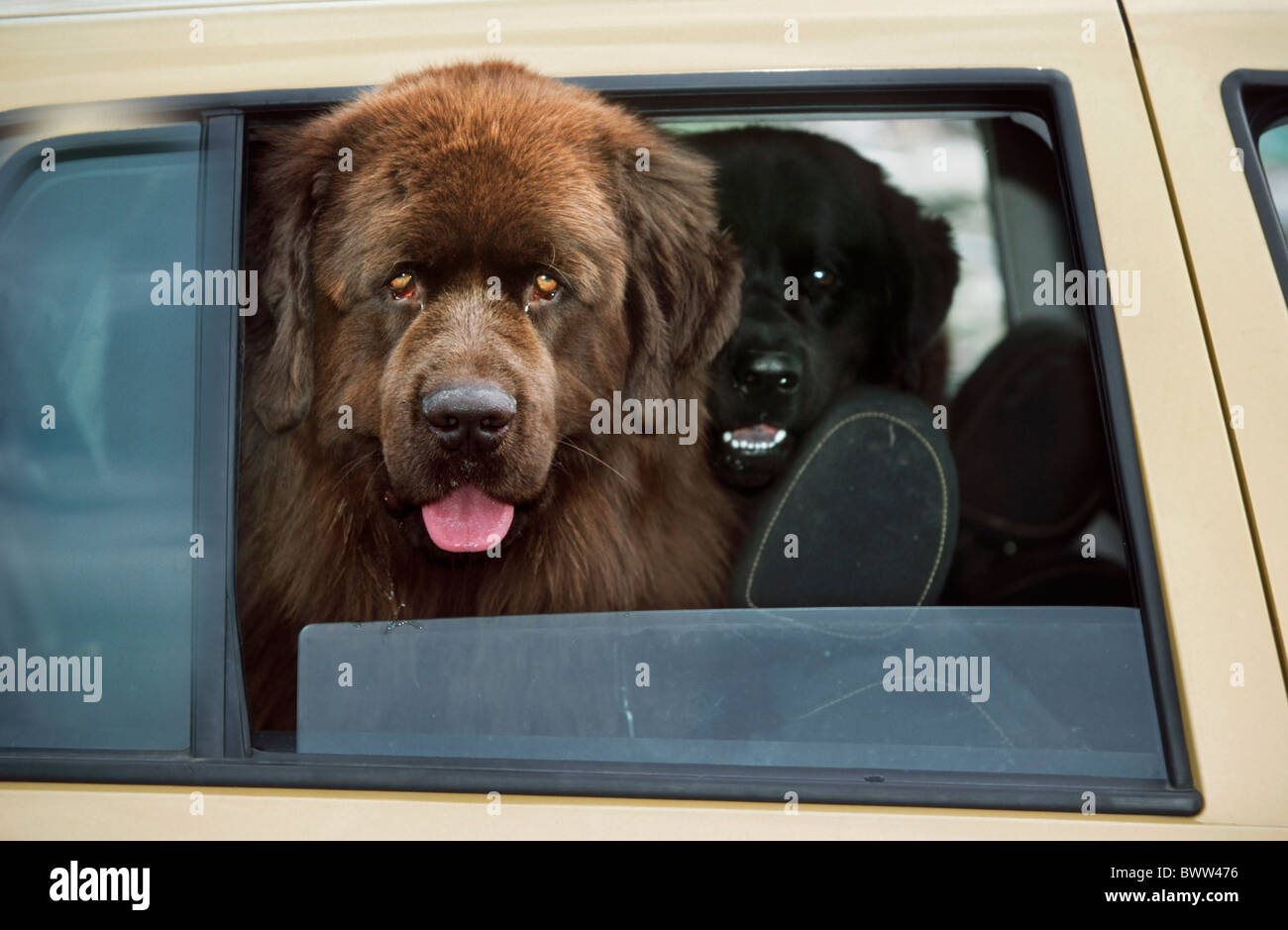 Newfoundland / Newfoundlander (Canis lupus familiaris) dogs looking through car window Stock Photo