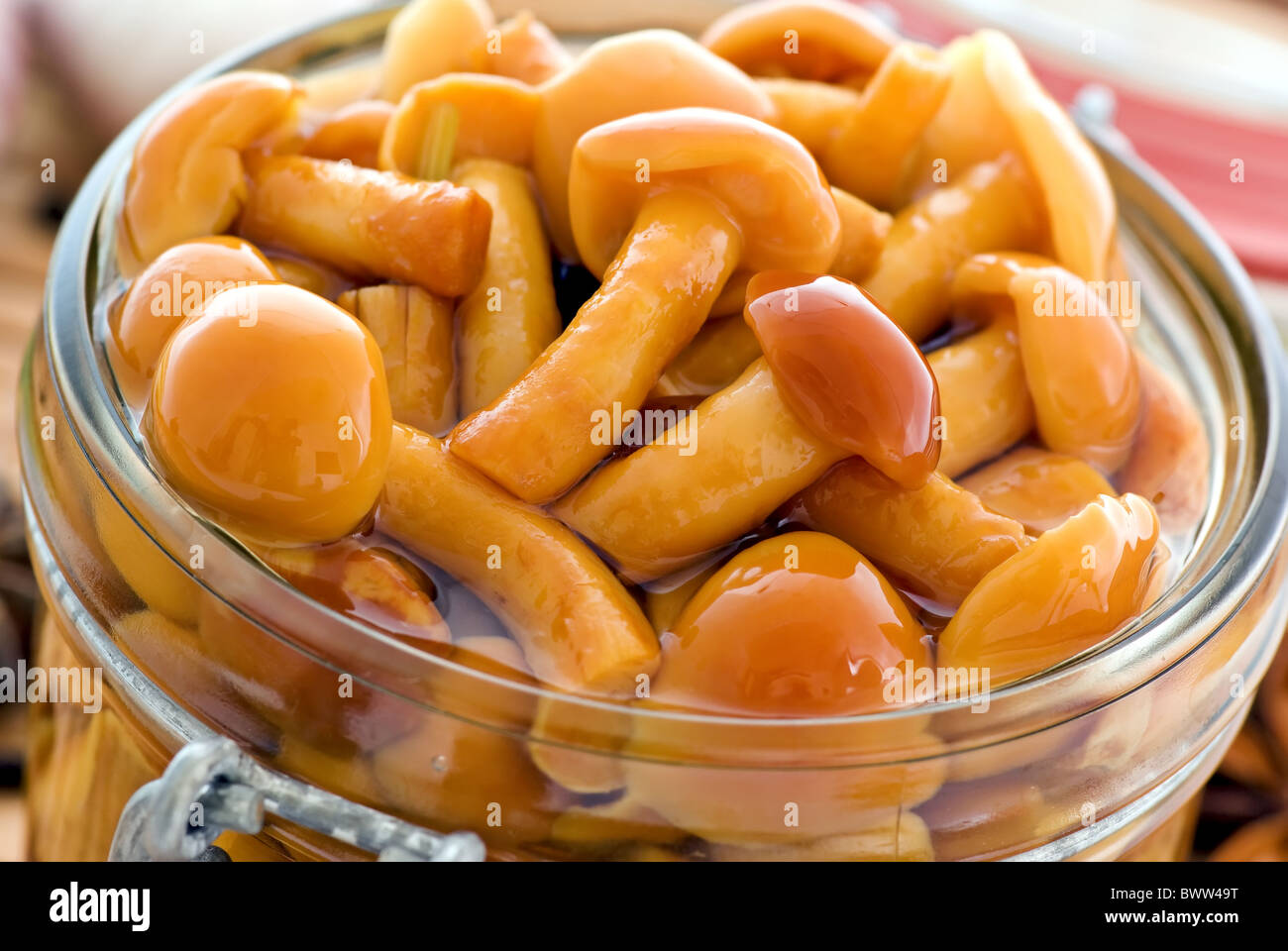 Pickled honey agaric, recipe Pickled honey agaric, recipe