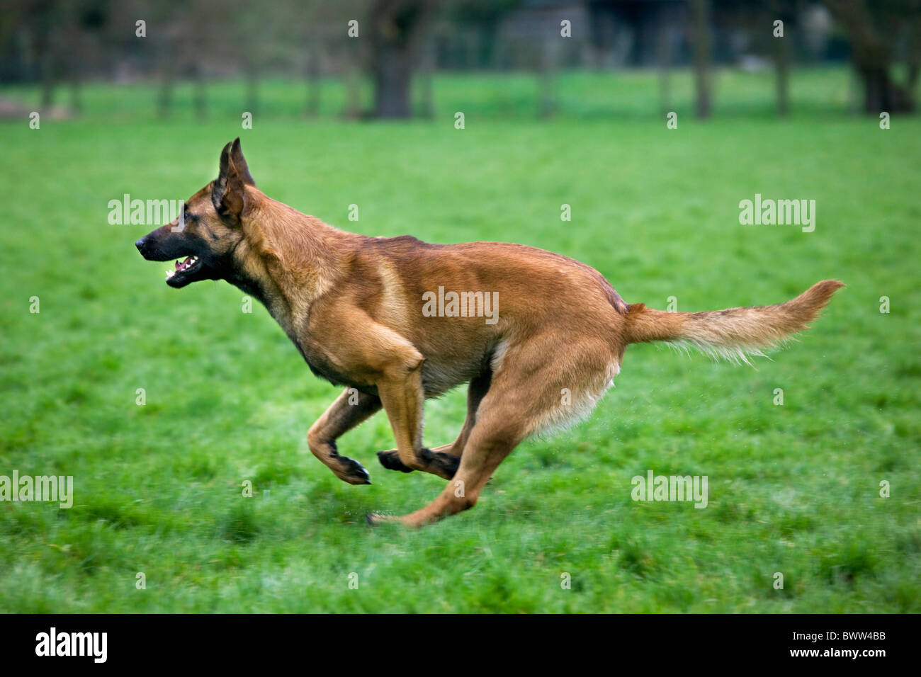 Malinois running hotsell