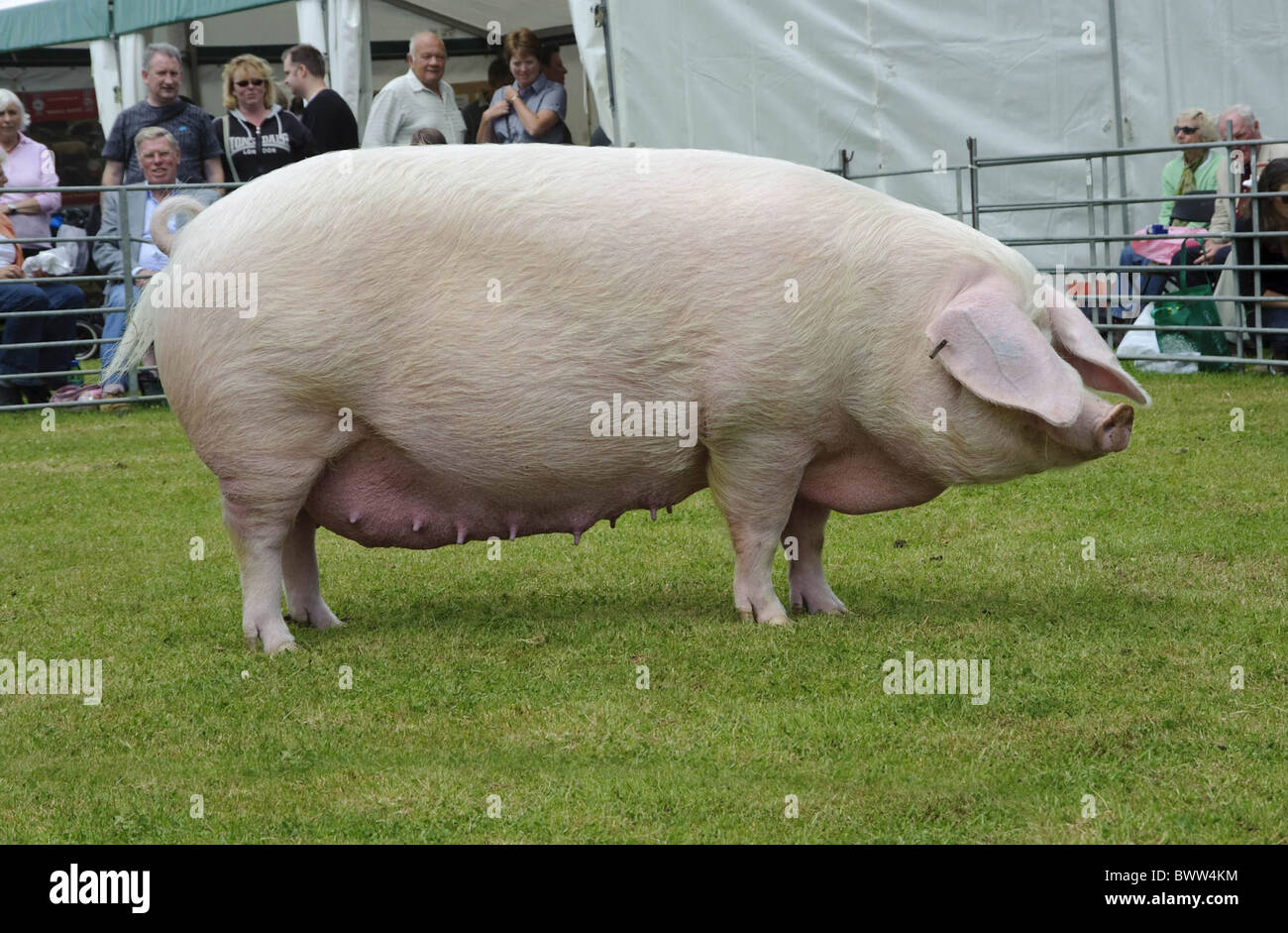 British pig stock photography and - Alamy