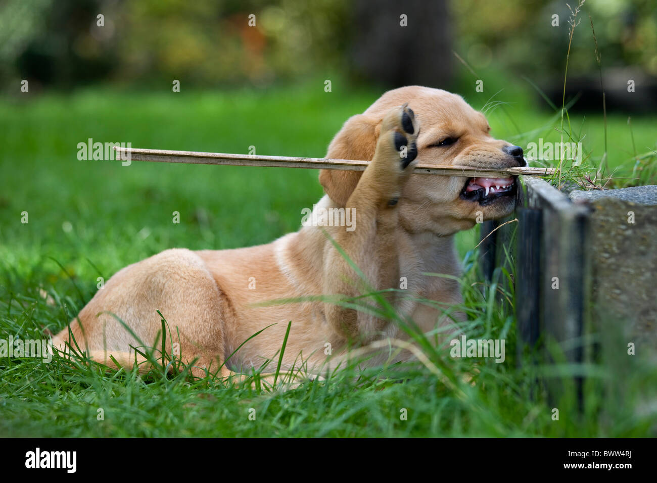 Labrador (Canis lupus familiaris) pup playing with stick in mouth showing teeth in garden Stock Photo