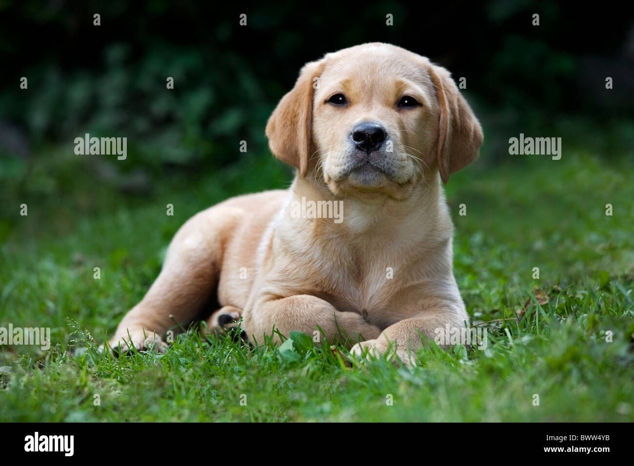 Labrador (Canis lupus familiaris) pup in garden Stock Photo - Alamy