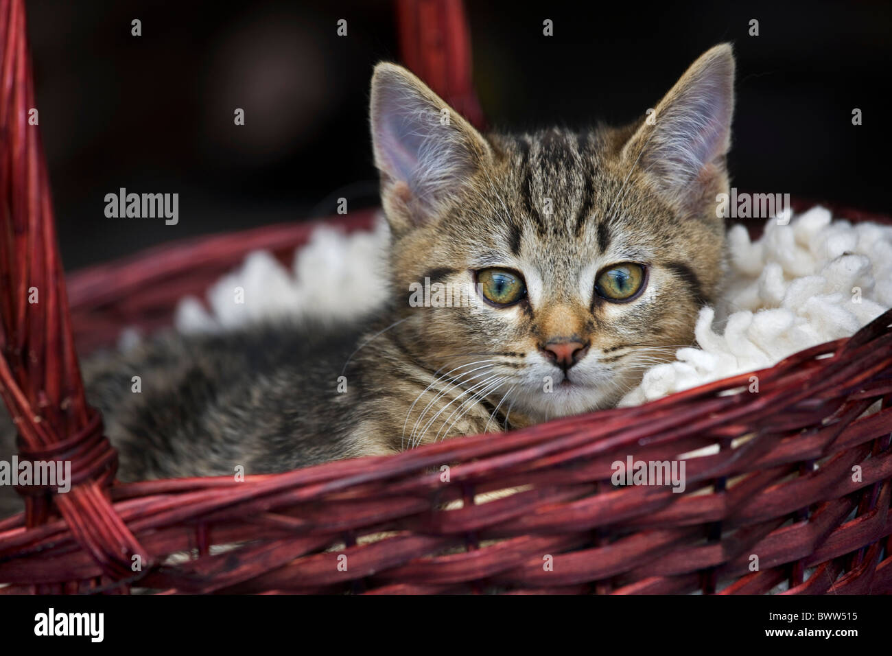 Domestic cat (Felis catus) resting in red basket Stock Photo