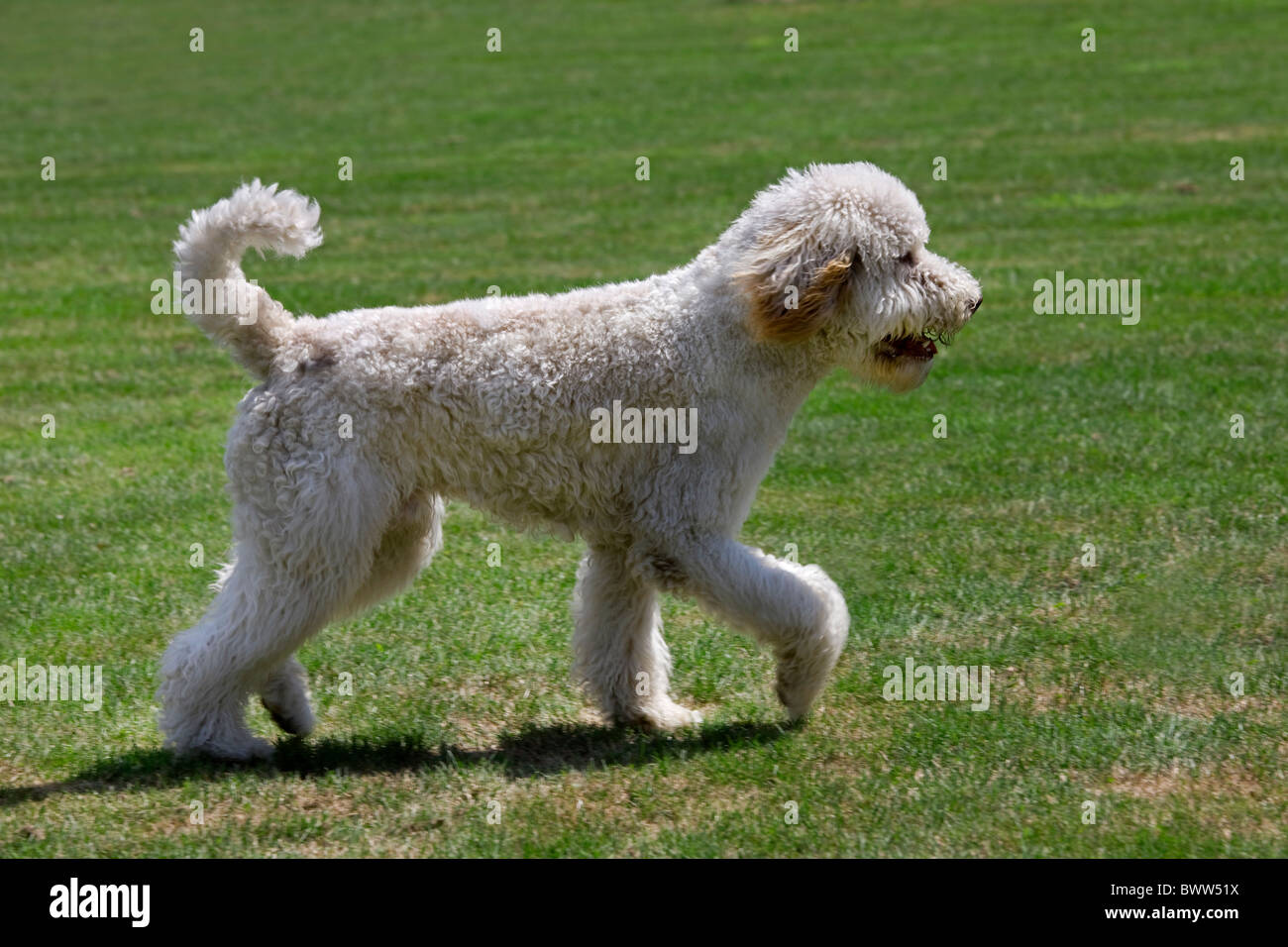Standard poodle (Canis lupus familiaris) in garden Stock Photo