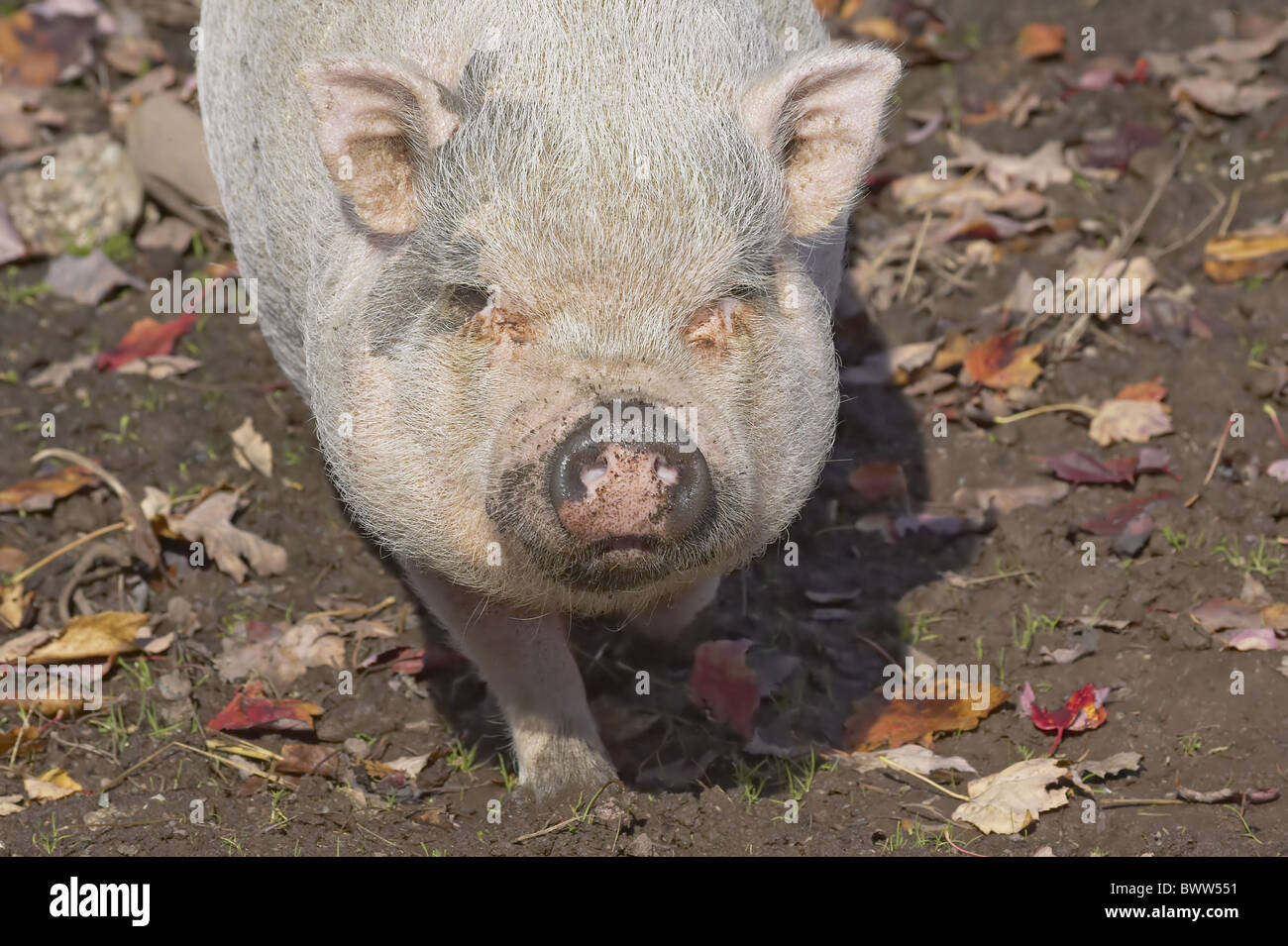 trotters snout nose foraging pot bellied pig pigs pig Vietnamese