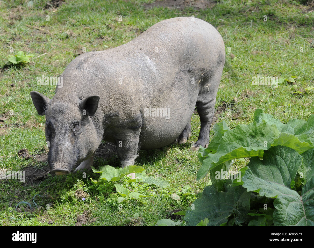 Pigs domestic pig pigs domestic domesticated farm omnivore omnivores mammal  mammals animal animals livestock 