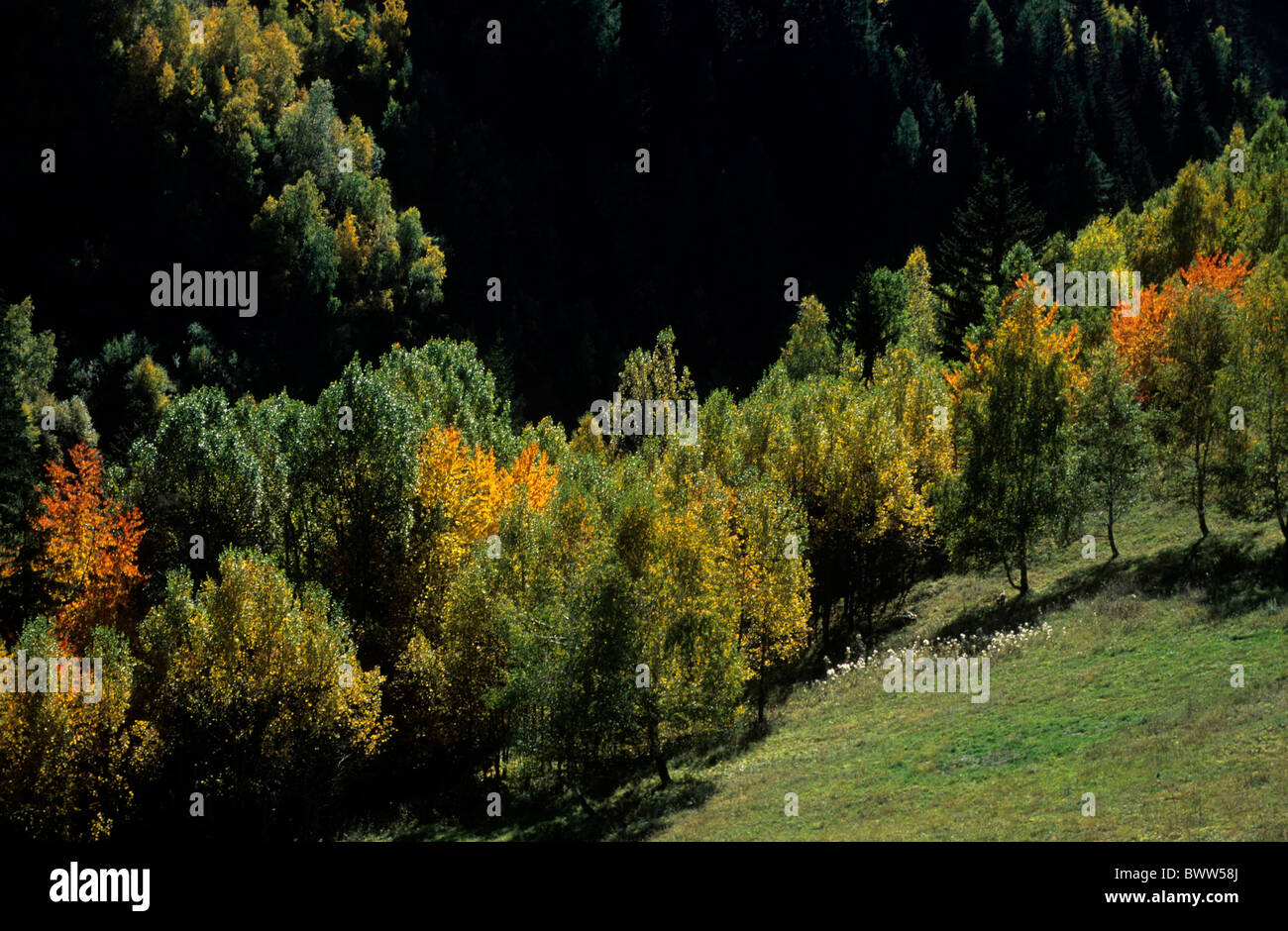 Switzerland Europe Canton Valais copse wood forest broad-leaved trees fall autumnal fall autumn mountains Stock Photo