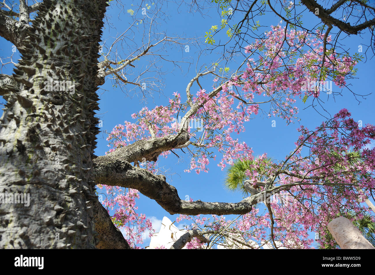 The Floss Silk Tree tree Ceiba speciosa Stock Photo