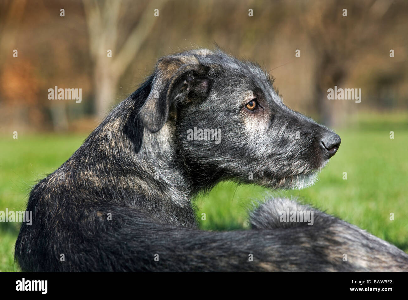 Irish wolfhound (Canis lupus familiaris) close up in garden Stock Photo