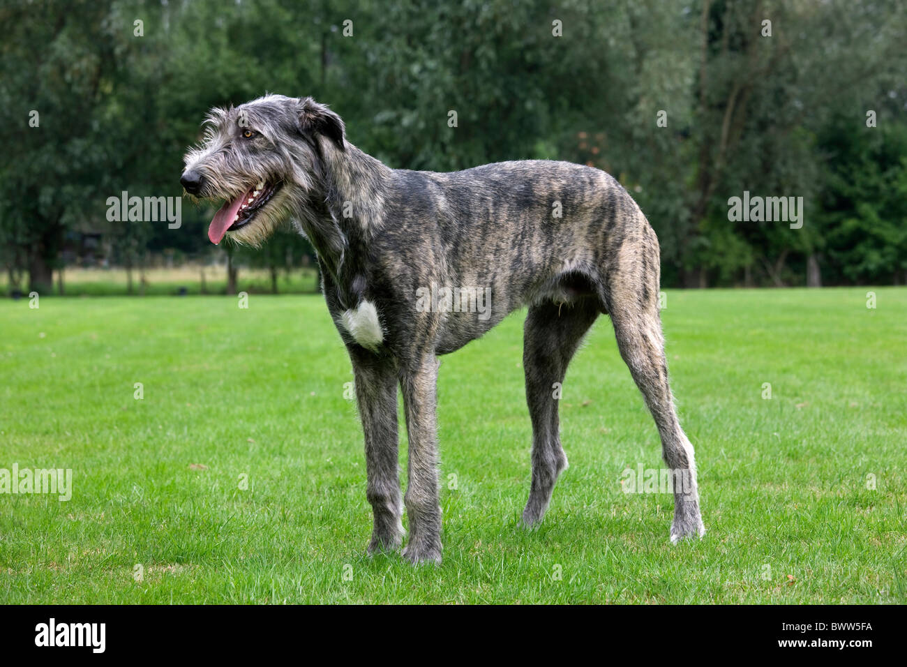 Irish wolfhound (Canis lupus familiaris) in garden Stock Photo