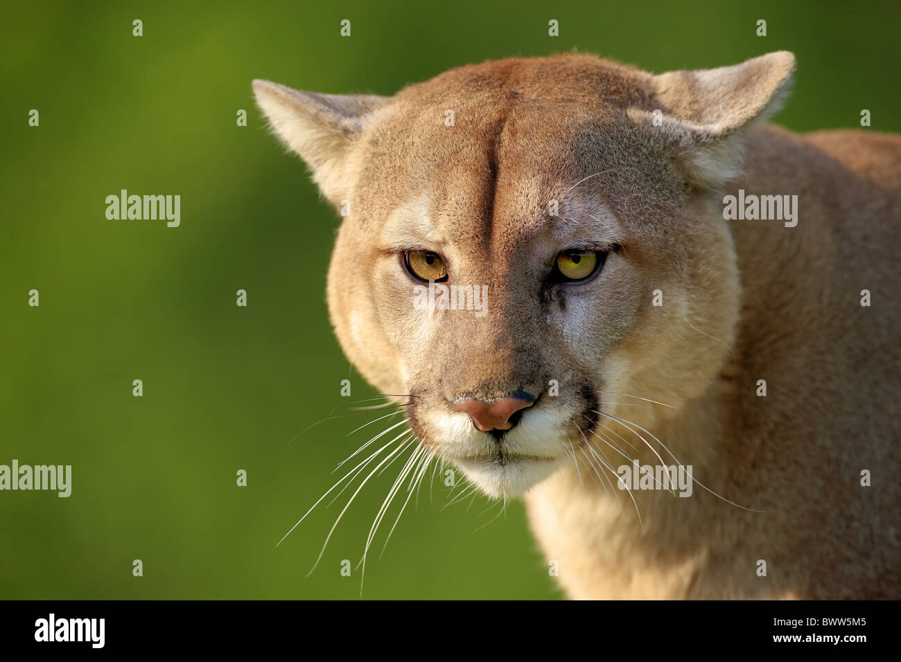 Portrait - close up puma pumas felid felidae "mountain lion" "mountain  lions" cougar cougars carnivore carnivores cat cats Stock Photo - Alamy