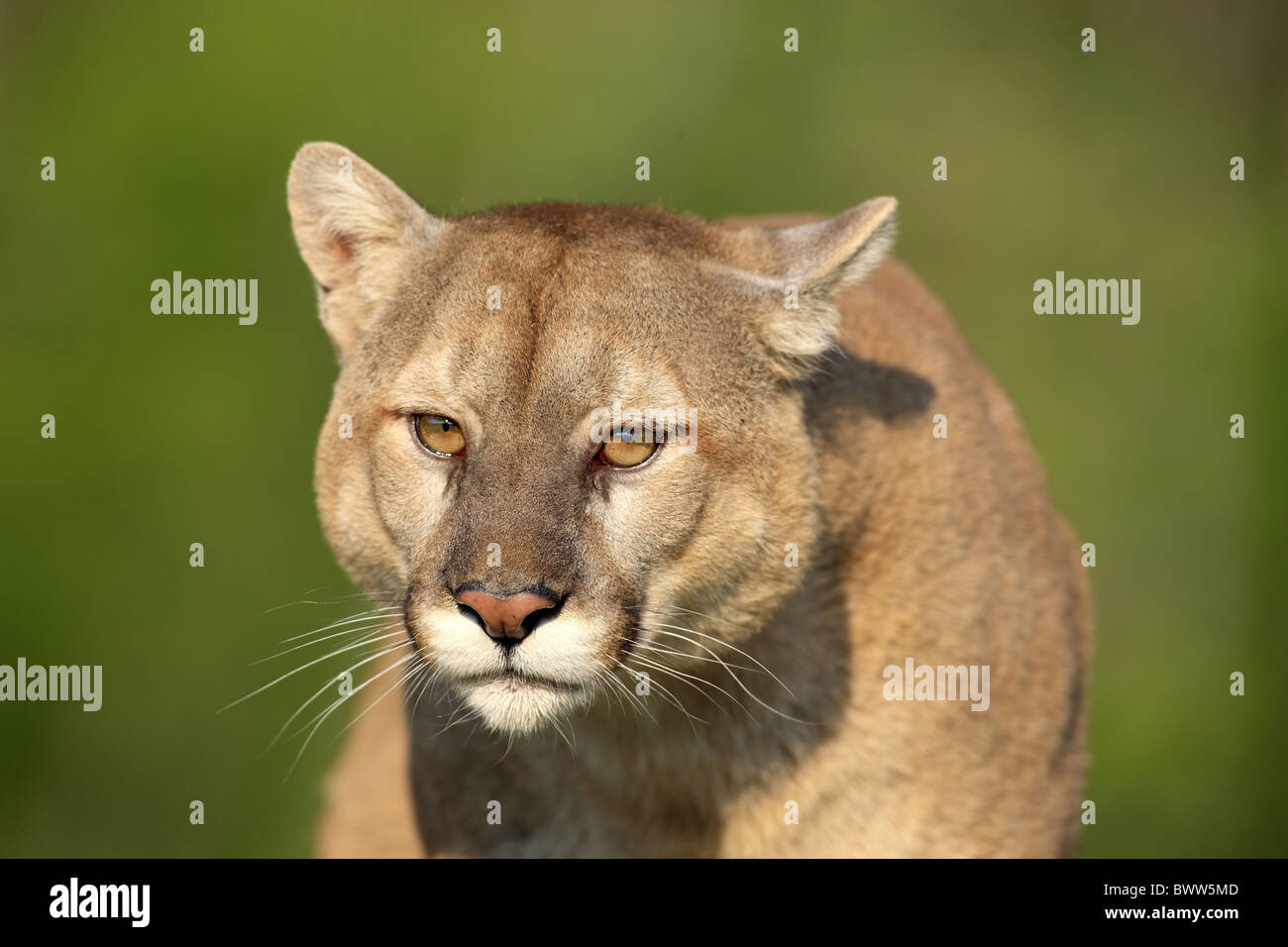 Portrait - close up puma pumas felid felidae "mountain lion" "mountain lions"  cougar cougars carnivore carnivores cat cats Stock Photo - Alamy