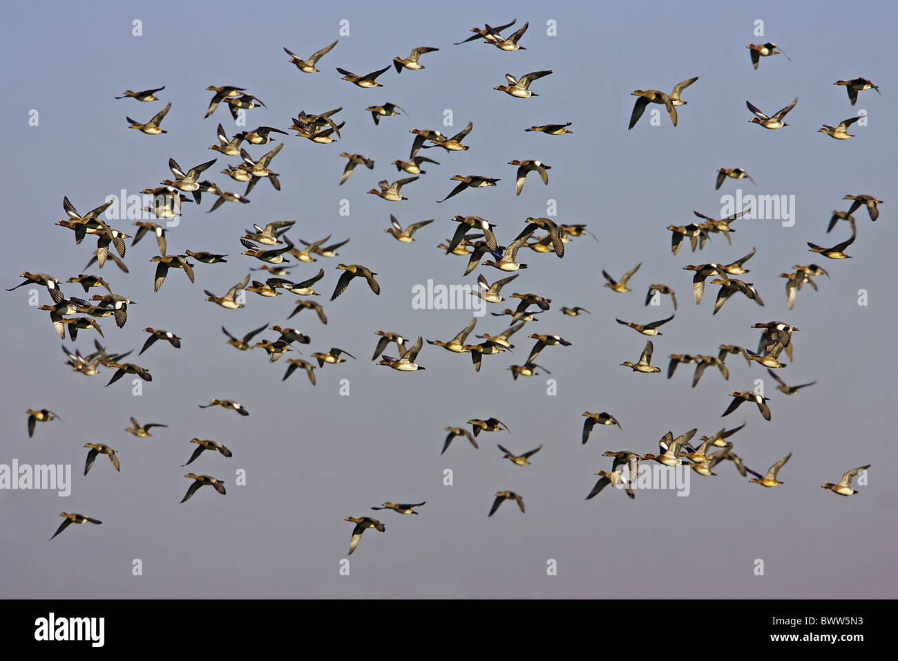 Eurasian Wigeon (Anas penelope) flock, in flight, Gloucestershire, England, winter Stock Photo