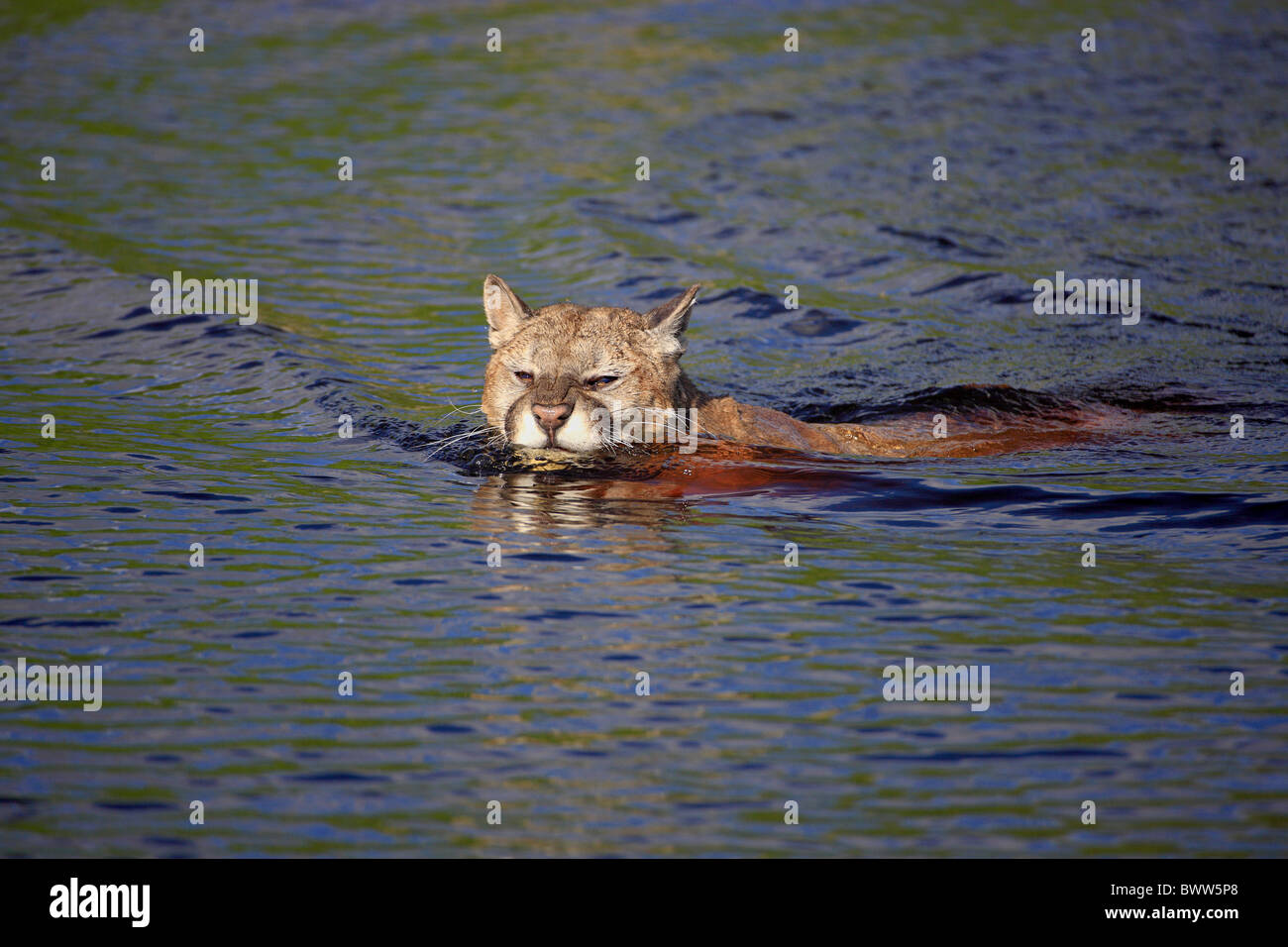 im Wasser - in water schwimmend - swimming puma pumas felid felidae  "mountain lion" "mountain lions" cougar cougars carnivore Stock Photo -  Alamy