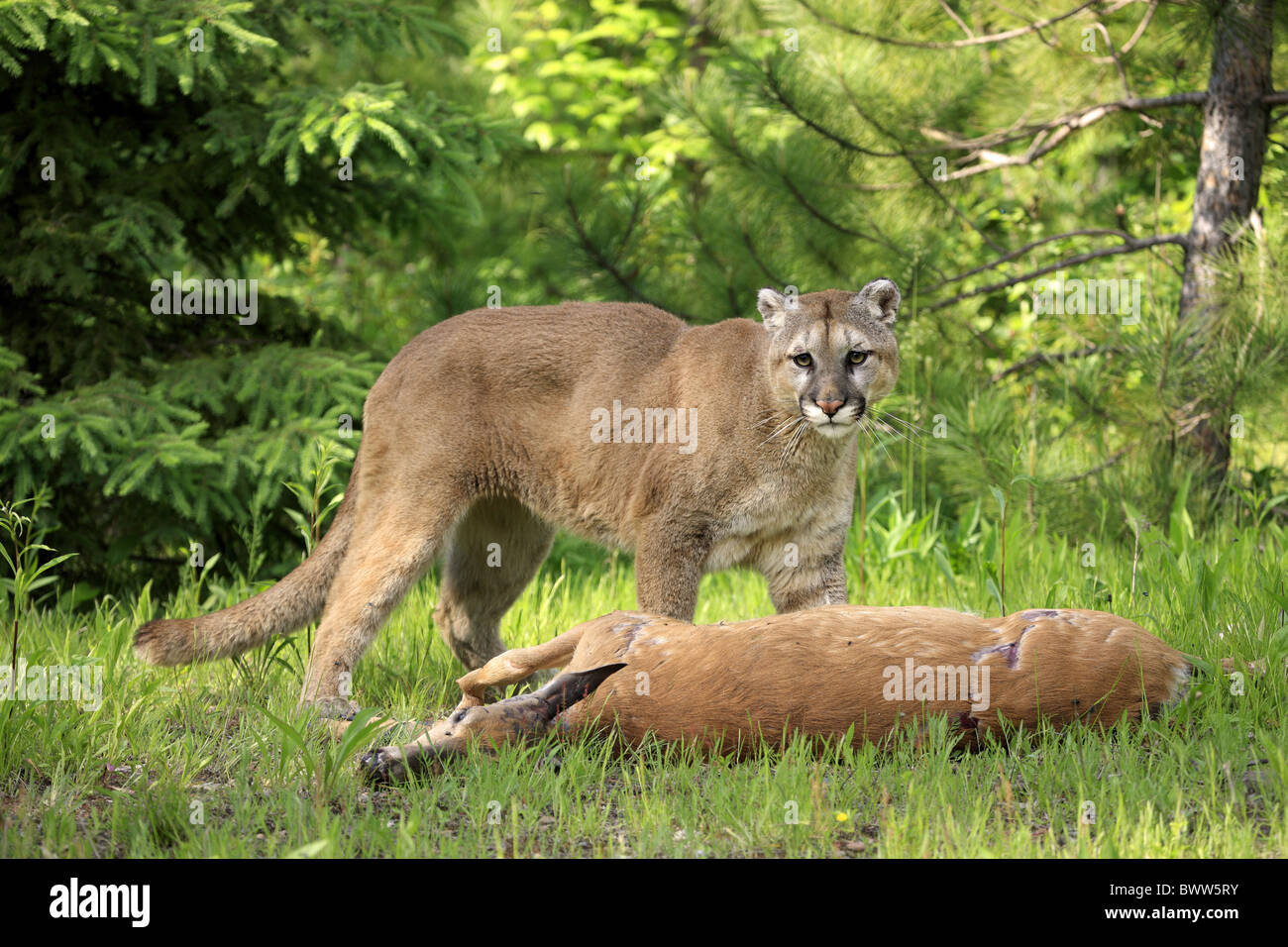 am Aas on carcass mit Beute with prey puma pumas felid felidae