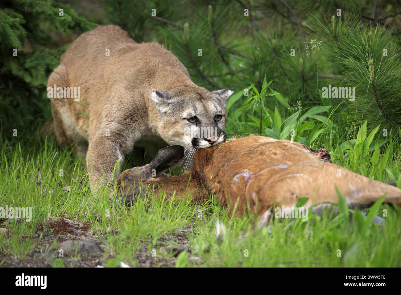 am Aas - on carcass mit Beute - with prey puma pumas felid felidae  "mountain lion" "mountain lions" cougar cougars carnivore Stock Photo -  Alamy