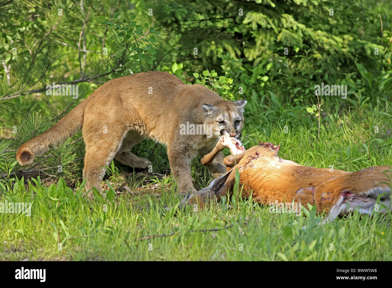 Puma with kill hires stock photography and images Alamy