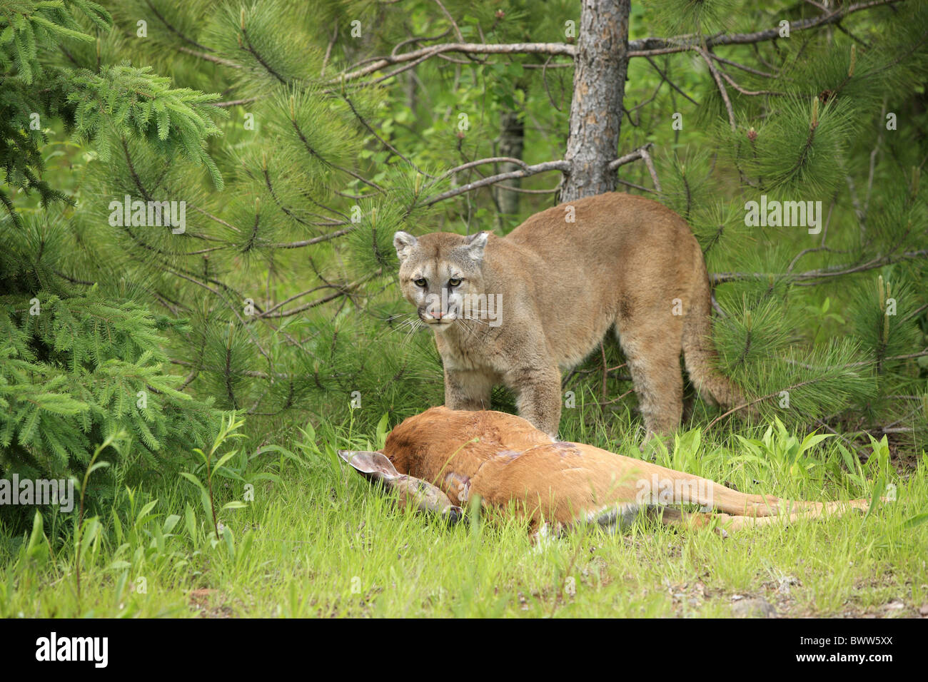 am Aas on carcass mit Beute with prey puma pumas felid felidae