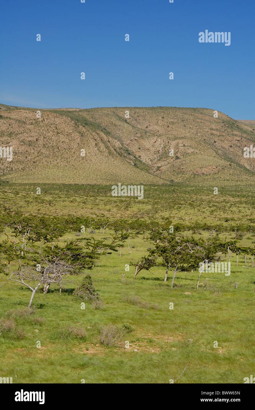 shrubland landscape Socotra Yemen Croton sp. asia asian 'middle east' 'middle eastern' yemen yemeni country scenic scenics Stock Photo
