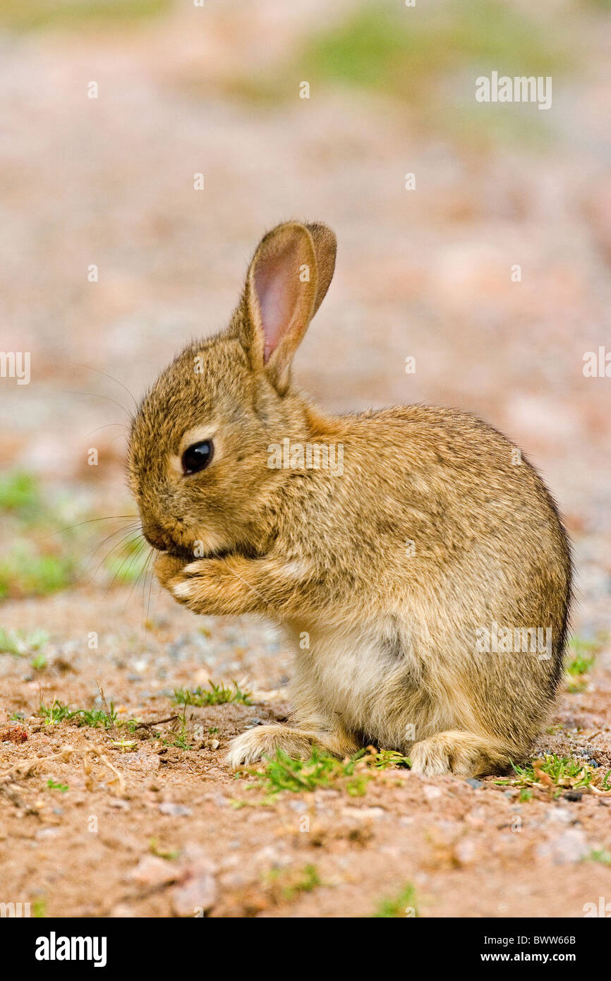 animals mammals rabbits Oryctolagus Oryctolagus cunniculus baby Stock