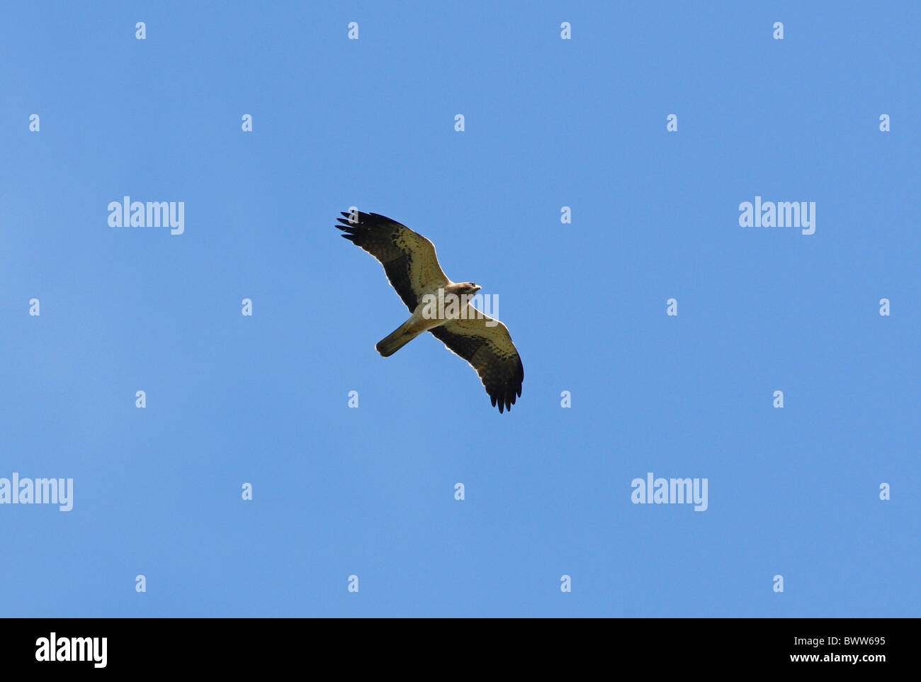 The Booted Eagle Stock Photo - Download Image Now - Harpy Eagle