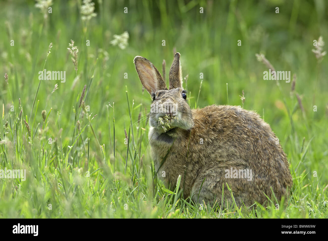 Oryctolagus cuniculus Rabbit ears eating eyes fields grasses grassland