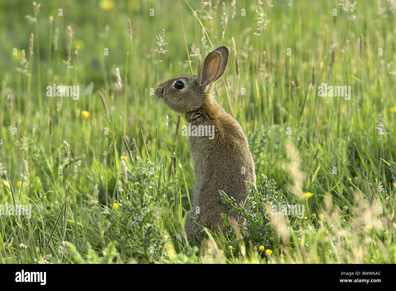 Oryctolagus cuniculus Rabbit ears eating eyes fields grasses grassland