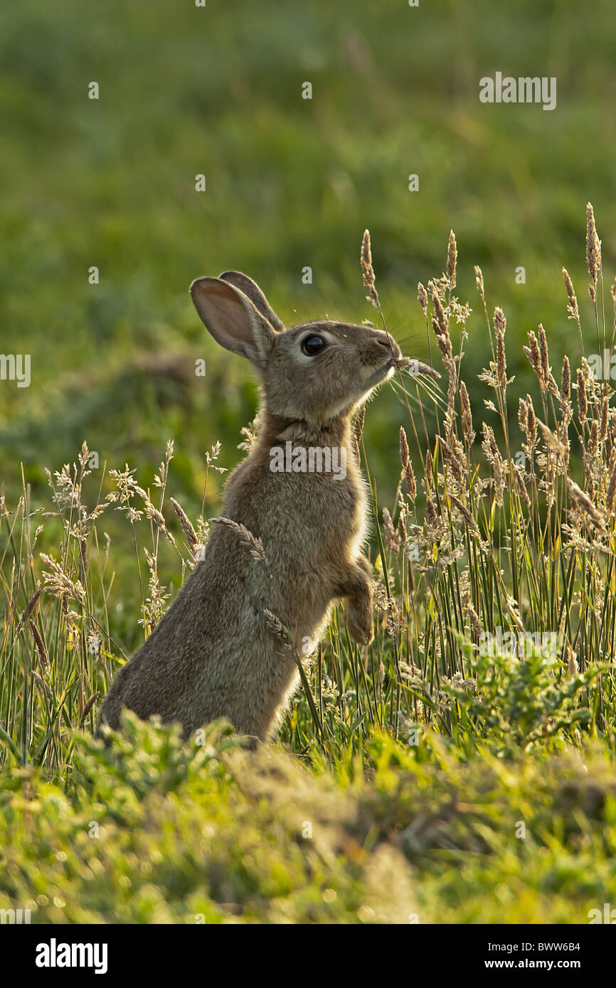 Oryctolagus cuniculus Rabbit ears eating eyes fields grasses grassland