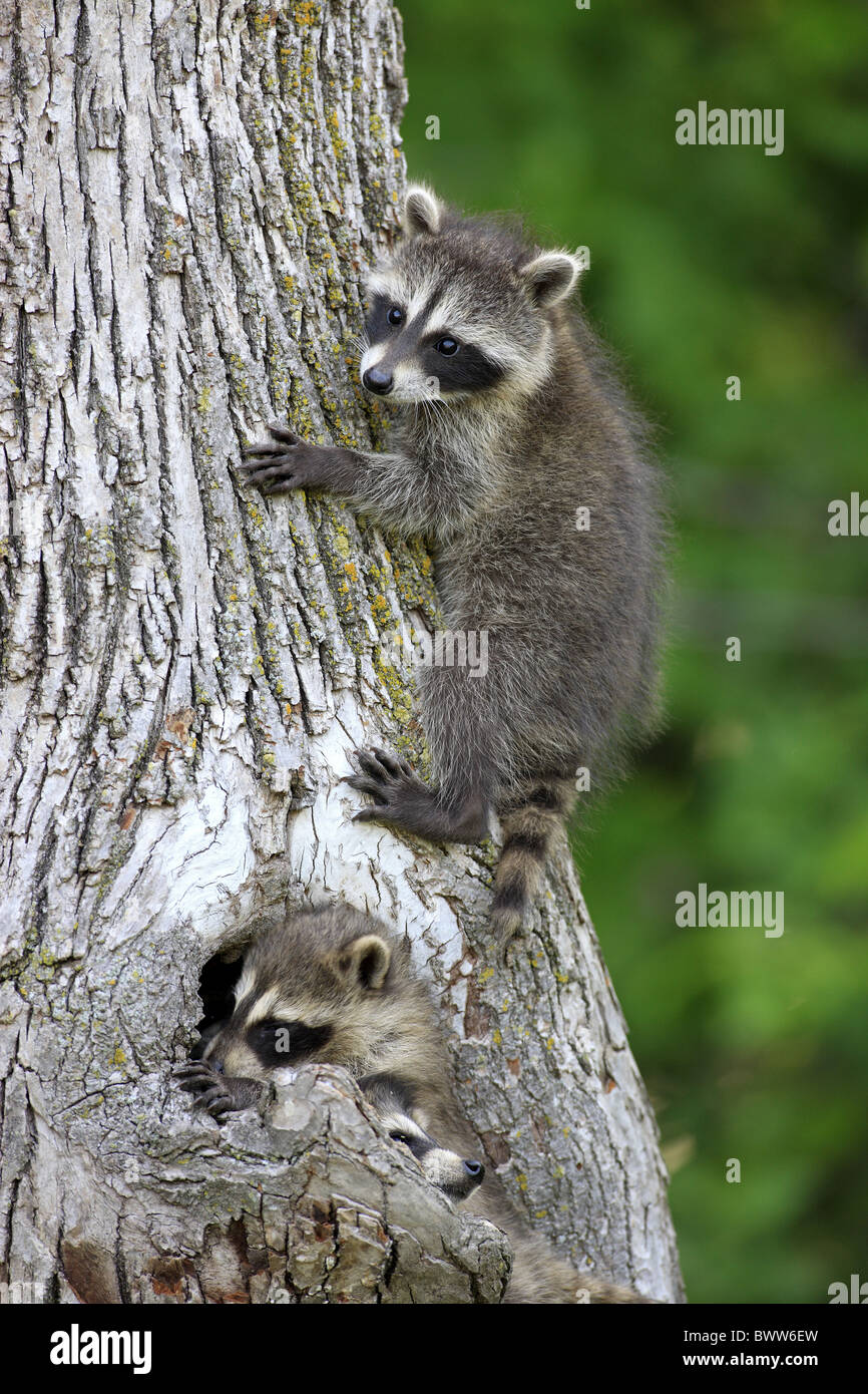 Three raccoons hi-res stock photography and images - Alamy